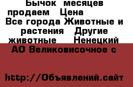 Бычок 6месяцев продаем › Цена ­ 20 000 - Все города Животные и растения » Другие животные   . Ненецкий АО,Великовисочное с.